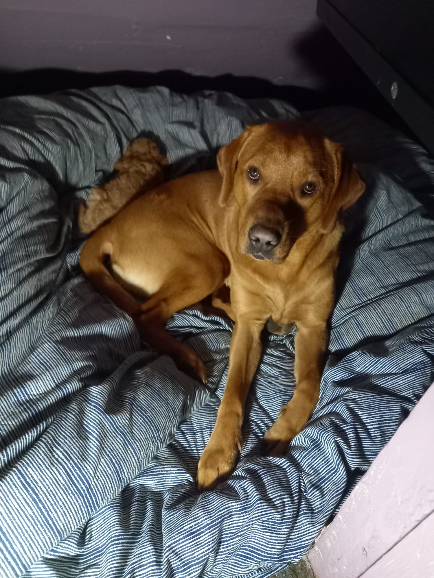 Leo and Pip together