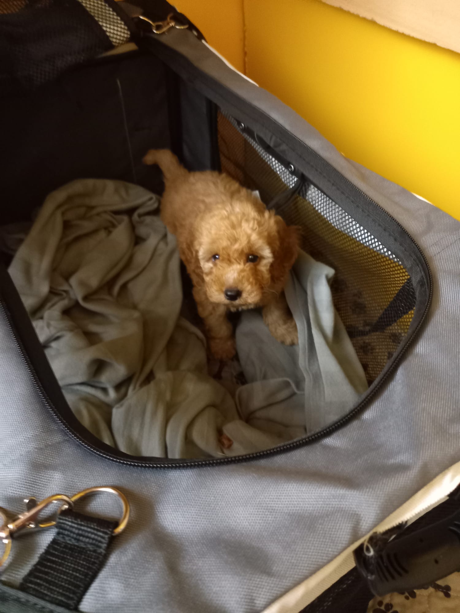 Pip, Craig's Cockapoo puppy